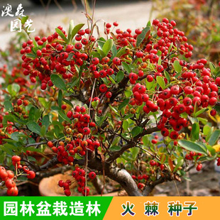 新采 火棘种子 火把果 红子刺 树种子 赤阳子绿化苗木