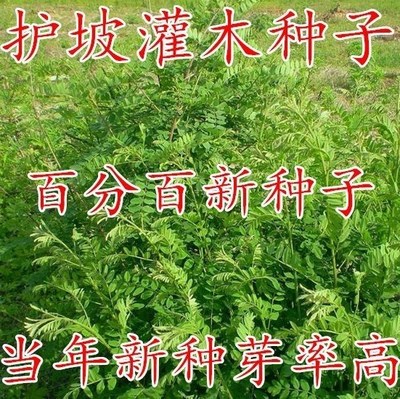 护坡灌木紫穗槐种子盐肤多