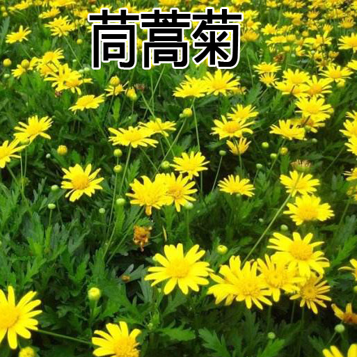 玛格丽特花茼蒿菊种子混色图片