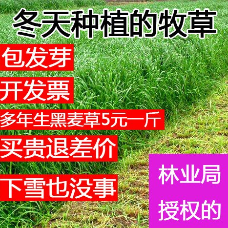 耐寒牧草种子多年生黑麦草种子冬季种植紫花苜蓿鸡鸭鹅猪牛羊鱼草
