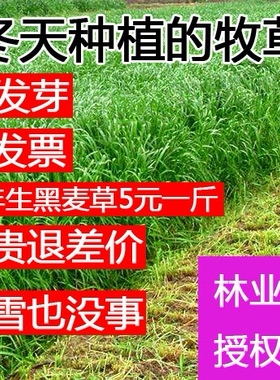 耐寒牧草种子多年生黑麦草种子冬季种植紫花苜蓿鸡鸭鹅猪牛羊鱼草