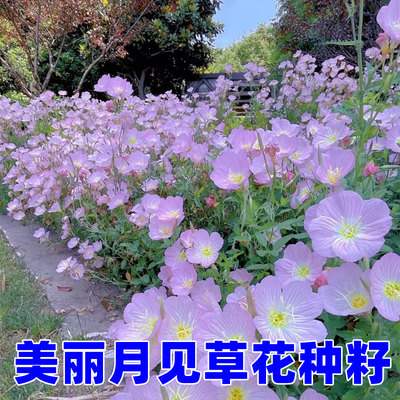 美丽月见草花种子四季播开不