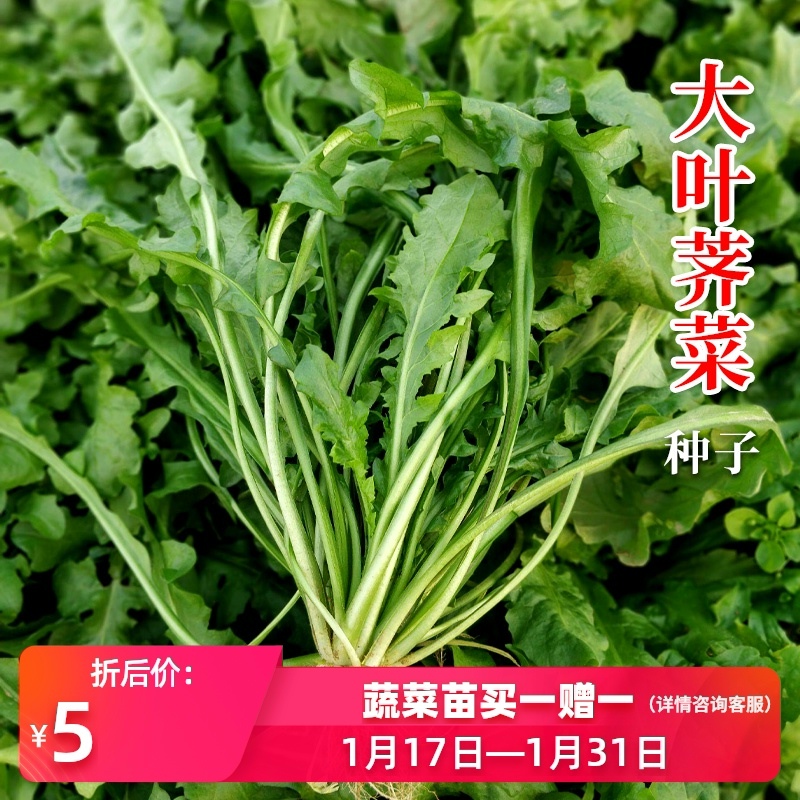 蔬菜耐寒四季盆栽荠菜种子