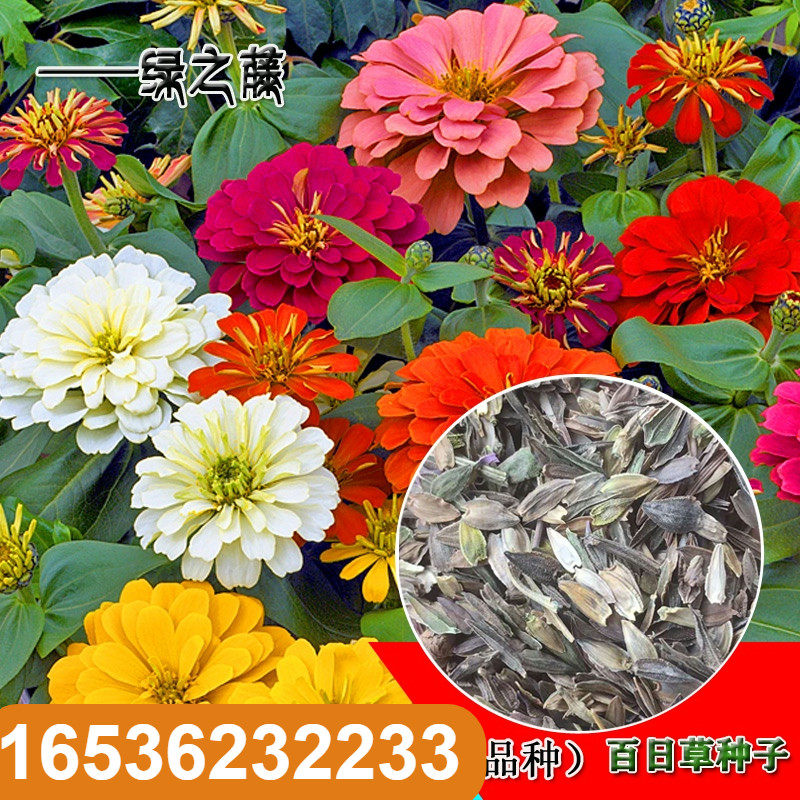 百日草种子百日菊花籽庭院四季室外易活百日草花种子混色重瓣