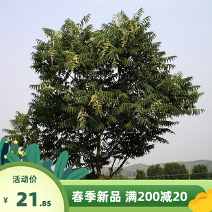 新采臭椿树林木种子臭椿种子乔木 造林树苗籽 红油香椿种子包邮