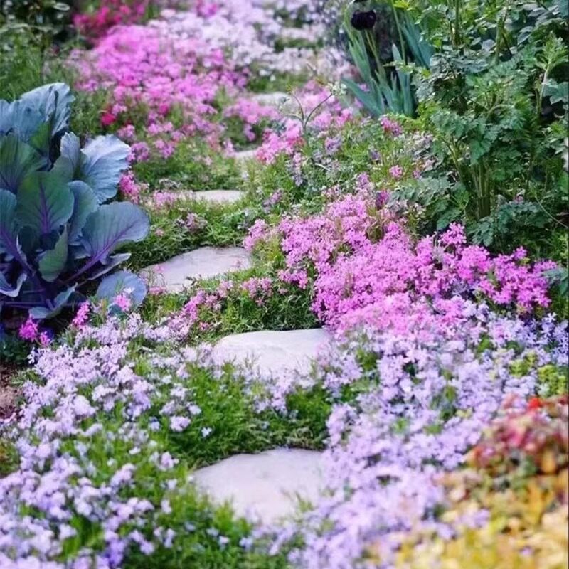 低矮耐寒芝种子福禄考花籽花种图片