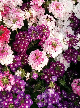 美女樱种子 四季播种 春播花种子 室内阳台盆栽易种 植物花籽