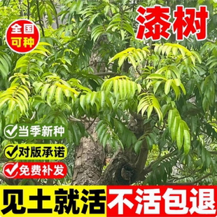 漆树种子四季种易活庭院景观油漆树种列加氏金大小野生木漆树种籽