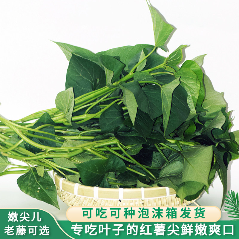 红薯苗秧子专吃叶子嫩尖现摘现发