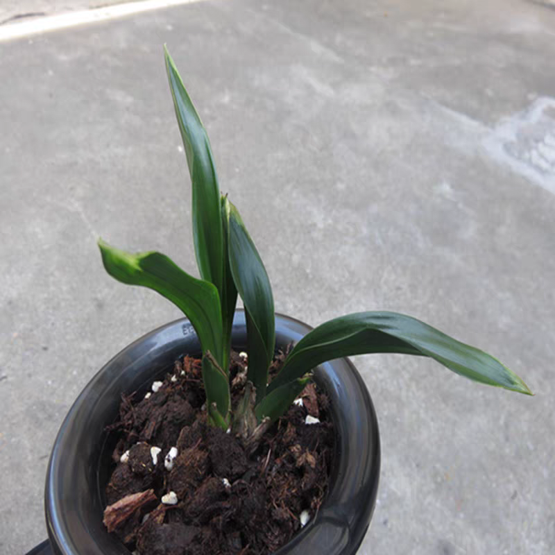 浓香花卉实物兰花墨兰矮种-达摩水晶 奇异水晶数量稀少