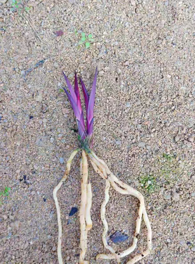 矮种蕙兰纯紫色数量少来自山农