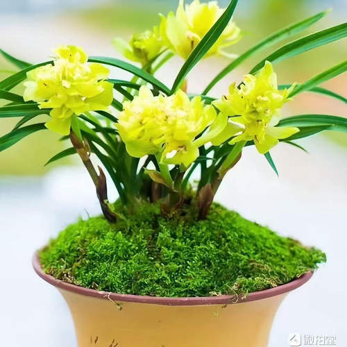 浓香兰花春兰黄金牡丹，爆盆带多多花苞，特价出