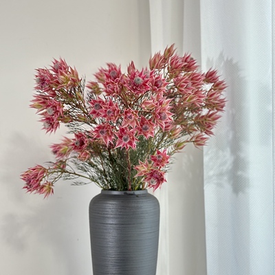 云山花卉优选【苏萨拉红新娘花】超长待机可干花鲜花云南基地直发