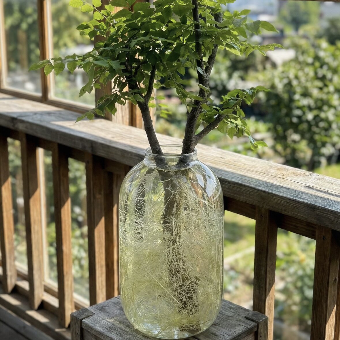 小叶女贞水培植物 室内好养绿植桌面窗台四季常青净化空气盆栽