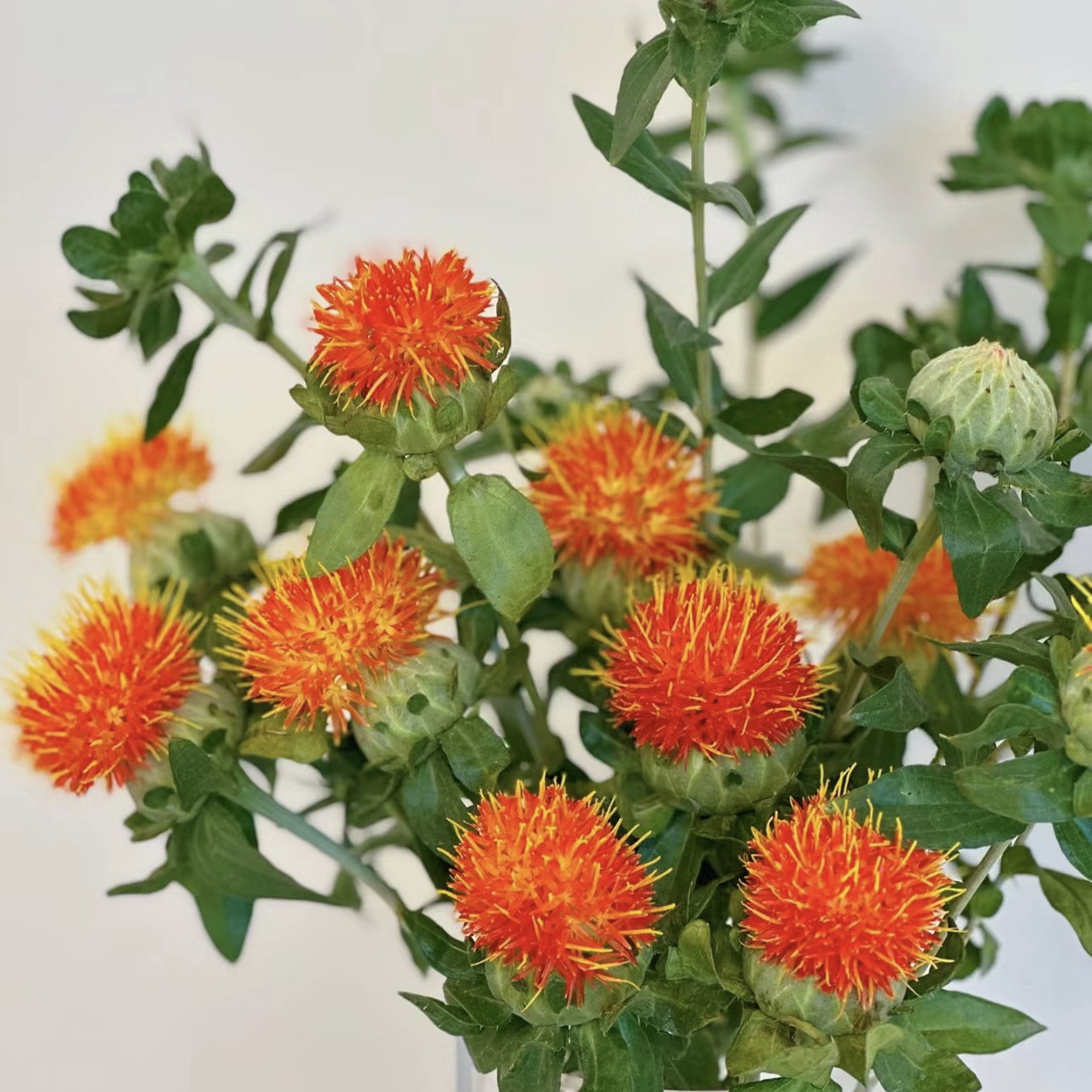 云山花卉优选【橙菠萝】水培鲜切花可干花鲜花云南基地直发