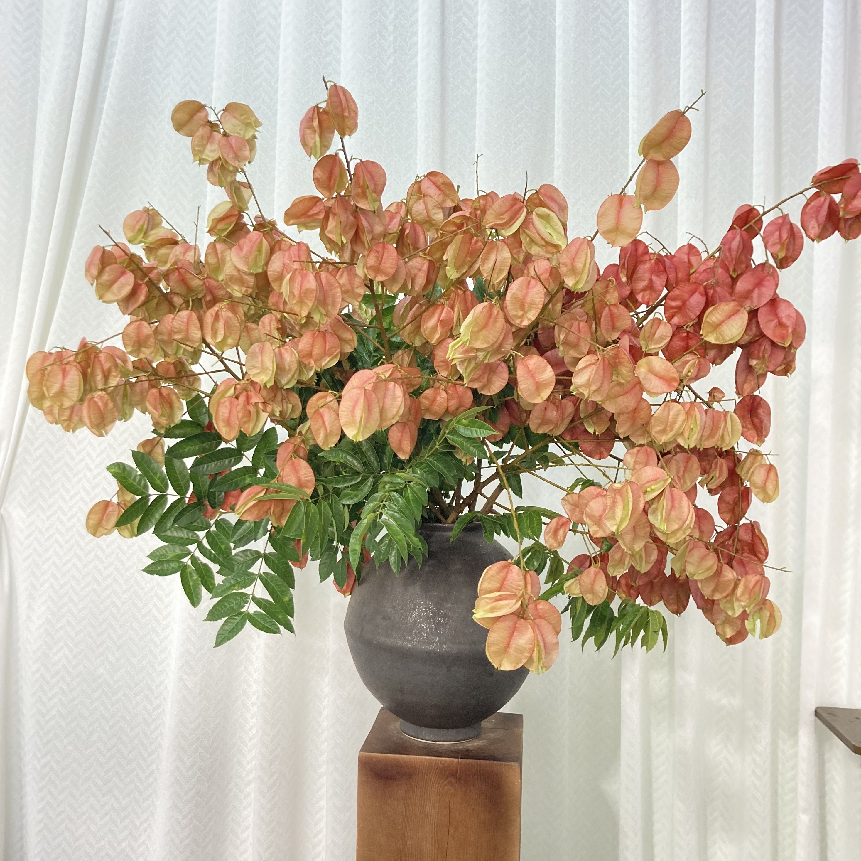 秋季氛围感【栾树果】鲜花可干花室内装饰插花云南基地直发