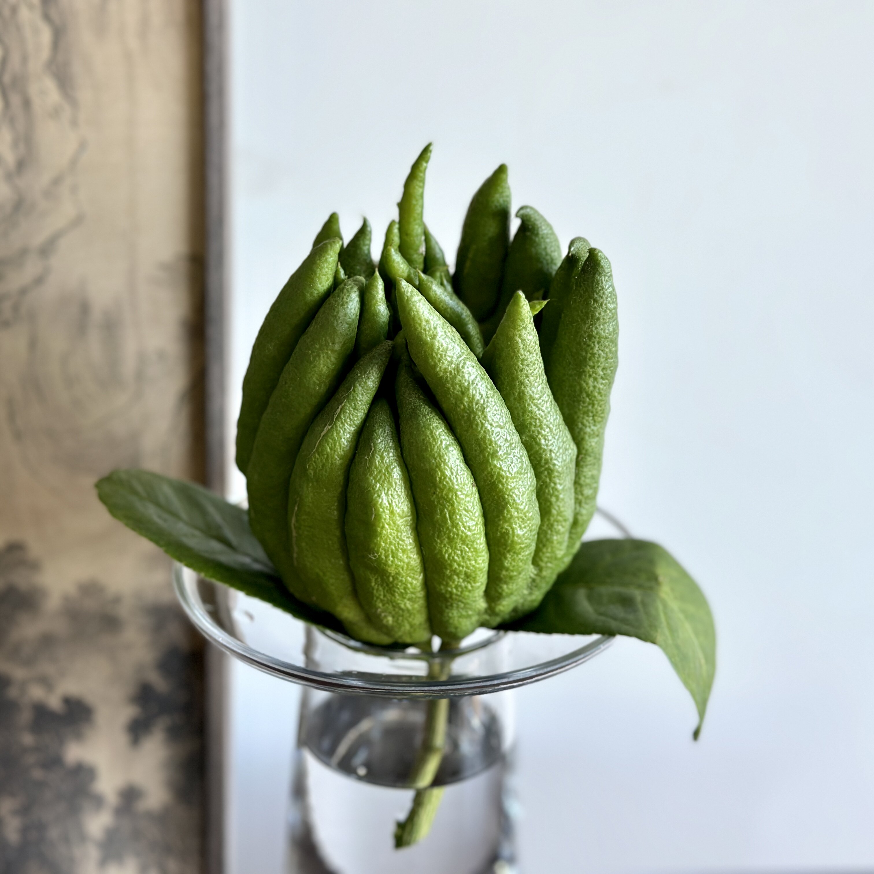 云山花卉优选•佛手柑