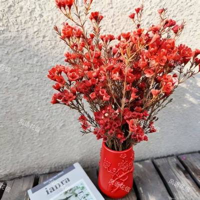 【红色丨澳洲腊梅】进口年宵花鲜切花花卉年宵花云南基地直发