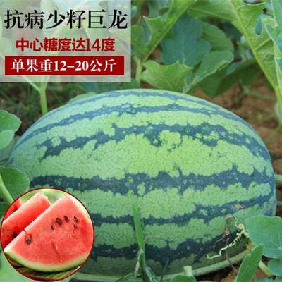 播西瓜春秋种子巨型高产特大懒汉西瓜种籽高糖大瓜四季播水果超甜