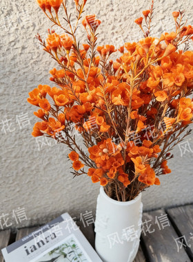 丨【橙色-澳洲腊梅】鲜切花澳洲腊梅花卉年宵花云南大年初六发货)