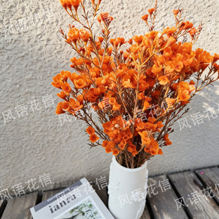丨【橙色-澳洲腊梅】鲜切花澳洲腊梅花卉年宵花云南大年初六发货)