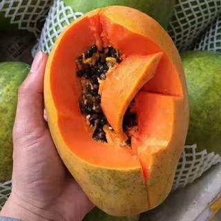 台湾农友红妃红心木瓜种子籽非转基因种籽高产红肉大田水果种孑