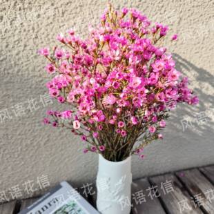 丨【粉色-澳洲腊梅】花卉年宵花云南基地直发