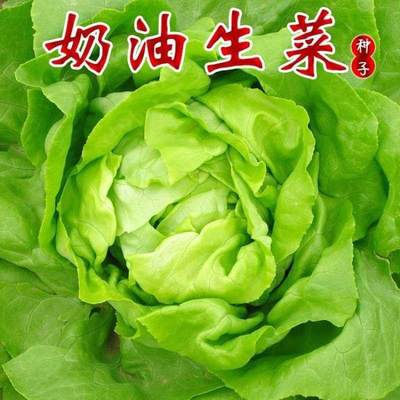 生菜种子四季快菜奶油沙拉小白菜阳台菜籽种大全盆栽蔬菜孑青菜籽