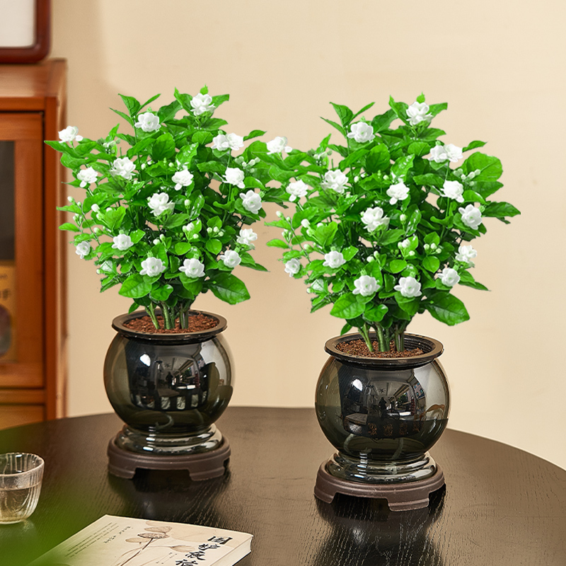 茉莉花水培绿植四季开花