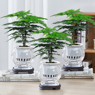 水培文竹四季绿植花卉盆栽室内客厅净化空气办公室好养桌面植物花