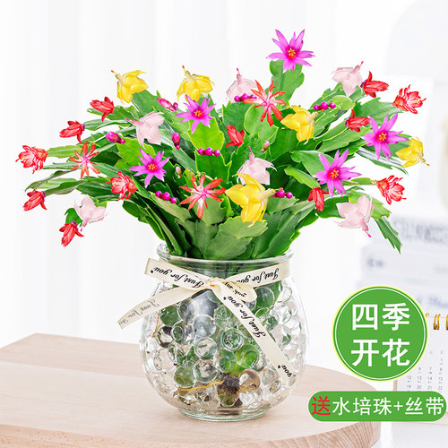 绿植花卉兰水培多肉净化空气好