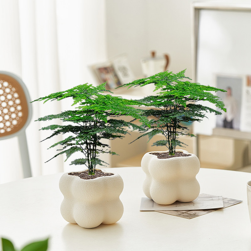 文竹室内绿植四季好养客厅阳台花卉盆栽办公室桌面植物花净化空气,鲜花速递/花卉仿真/绿植园艺,绿植,淘宝优惠券,粉丝福利购,淘宝优惠卷