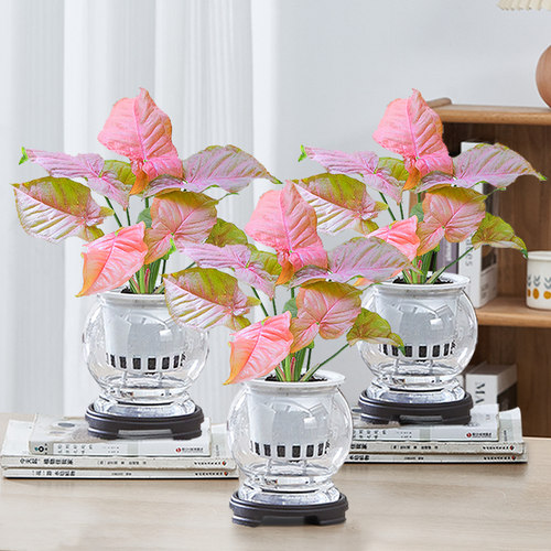 红粉佳人室内水培植物