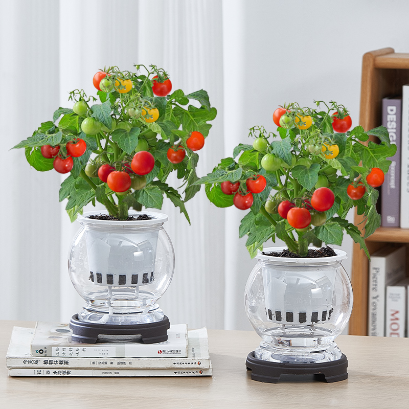 带果番茄水培绿植盆栽办公室桌面水养花四季好养室内客厅植物花卉