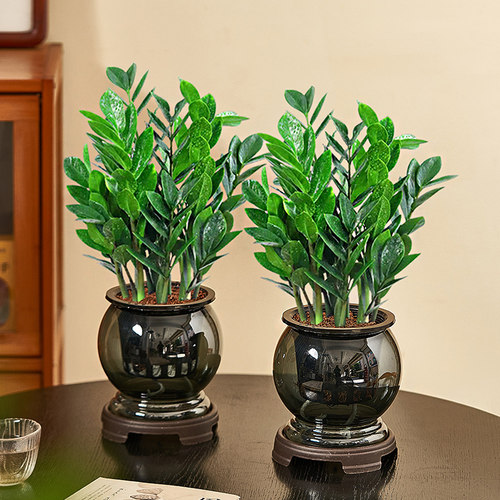 金钱树室内绿植四季好养