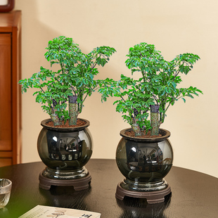 水培福禄桐室内盆栽办公室桌面植物净化空气客厅绿植花卉四季好养