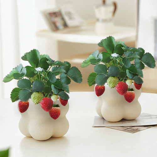 草莓盆栽带花带果室内绿植四季好养客厅办公室桌面植物阳台花卉花