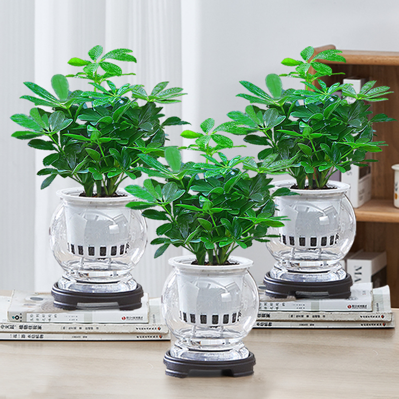 八方来财室内绿植四季好养