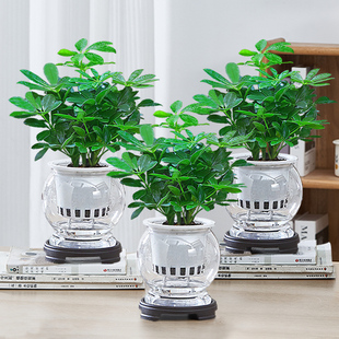 水培八方来财绿植盆栽室内客厅植物花卉四季好养活办公室桌面水养
