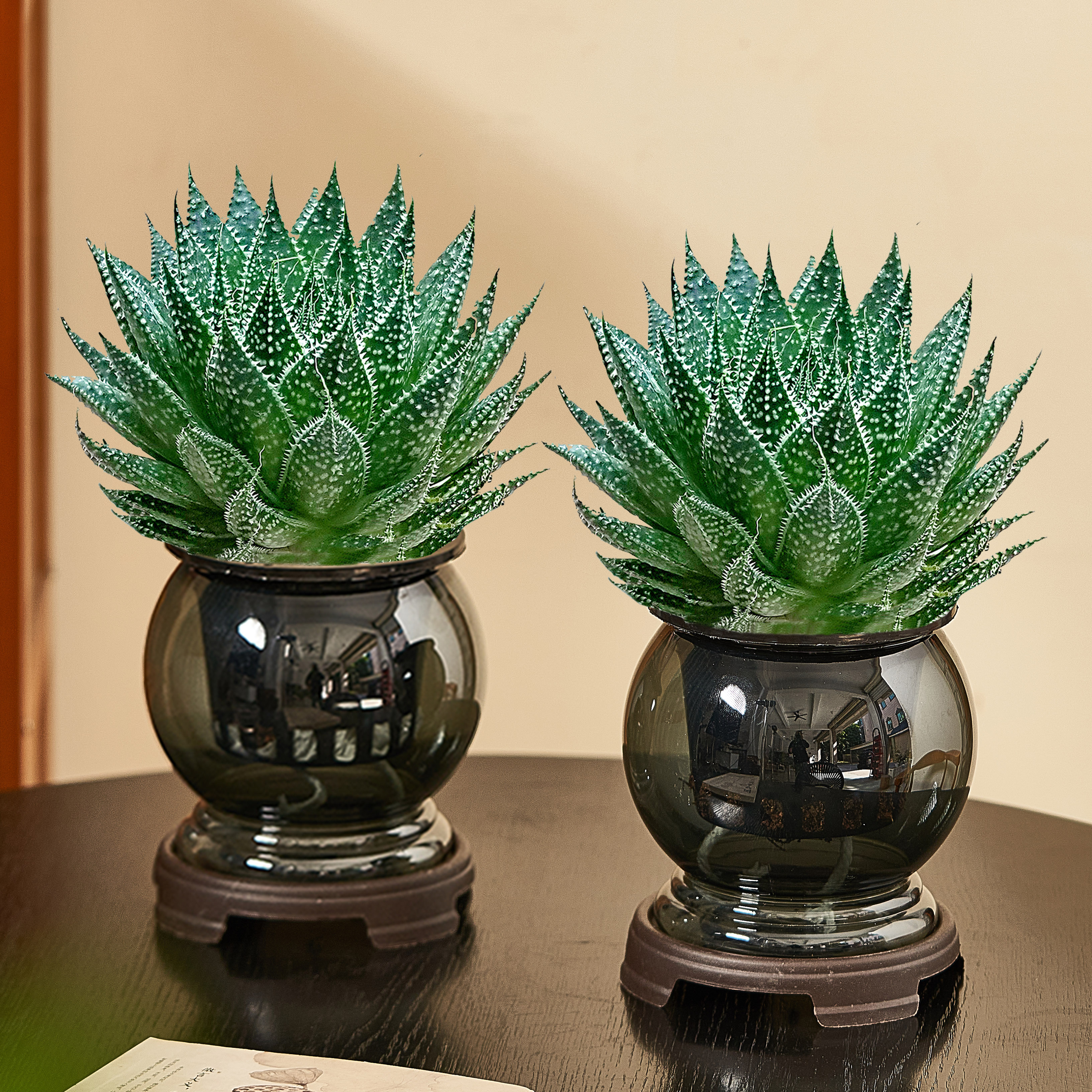 冰花芦荟水培植物室内绿植花卉盆栽办公室桌面多肉盆景净化空气花