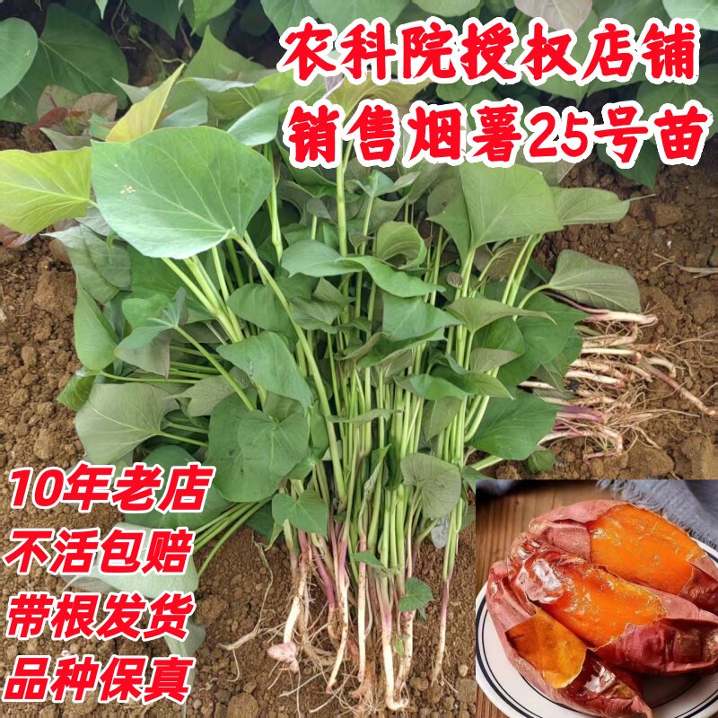 红薯苗秧地瓜苗烟薯25苗蜜薯苗糖心山芋秧苗板栗薯苗西瓜红种植苗