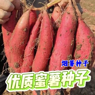 烟薯25号蜜薯种子西瓜红育苗种薯黄心高产地瓜种红心番薯红薯种苗