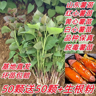 红薯苗地瓜苗种烟薯苗蜜薯苗西瓜红薯苗板栗薯苗紫薯秧苗山芋苗秧