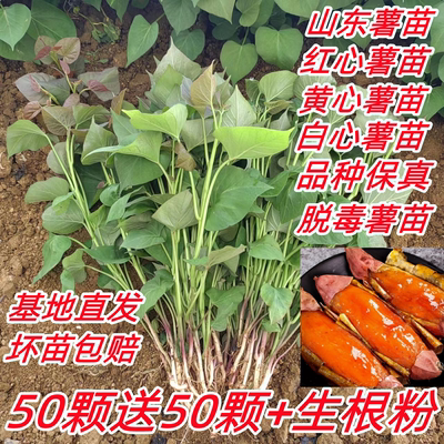 烟薯25号苗山东红薯苗地瓜蜜薯苗