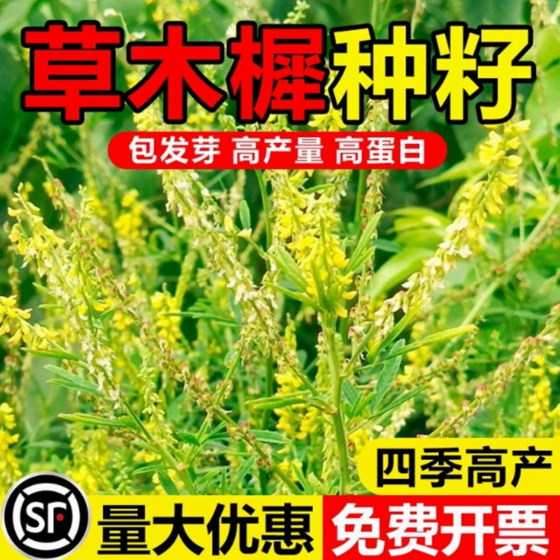 草木樨种子进口黄花蜜源植物黄花草四季牧草绿肥耐寒耐贫瘠草籽