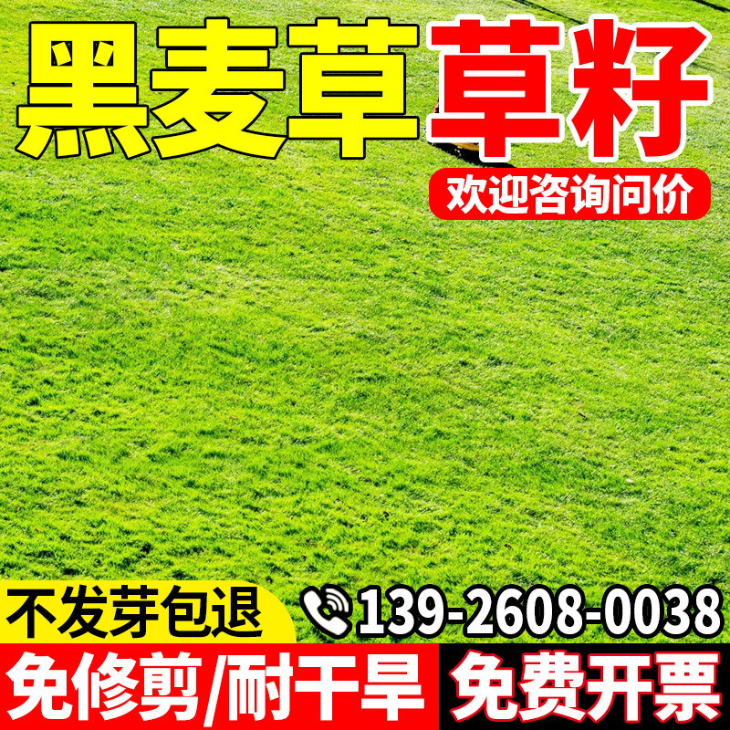 草坪草籽四季常青多年生黑麦草种子四季常青鸡鸭鹅猪牛羊鱼草种籽
