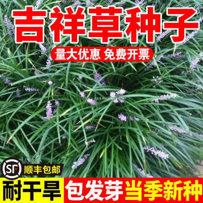 野生吉祥草种子多年生地被