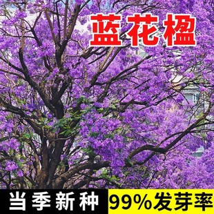 蓝花楹种子凤凰木树种子红花楹种子 蓝雾树紫花云洋楹 蓝花楹种籽