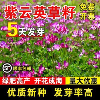 紫云英草籽绿肥种子红花草养蜂蜜