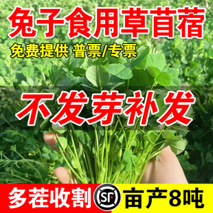 兔子食用草苜蓿四季免鱼草籽种植牧草种子孑护坡食用植物多年生